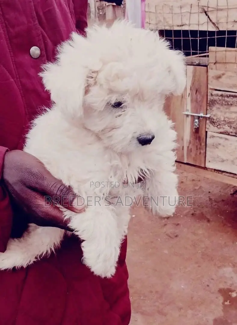1-3 Months Female Purebred Maltese