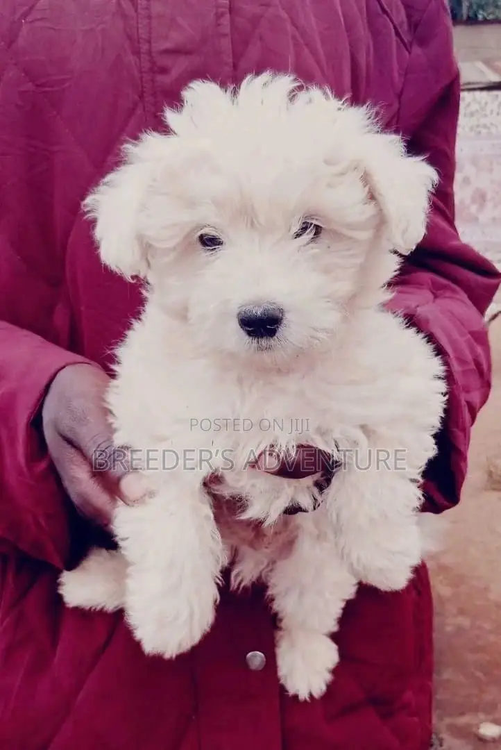 1-3 Months Female Purebred Maltese