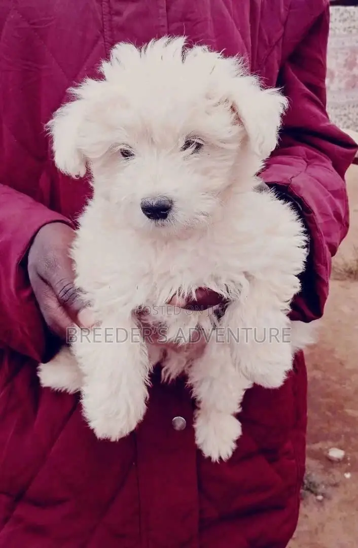 1-3 Months Female Purebred Maltese