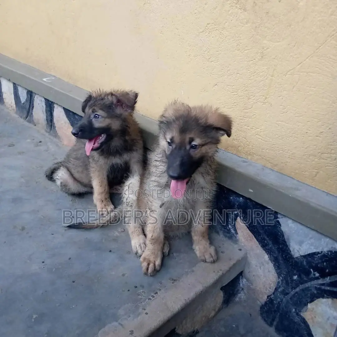 1-3 Months Male Purebred German Shepherd