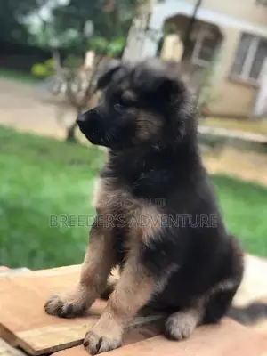 0-1 Month Male Purebred German Shepherd