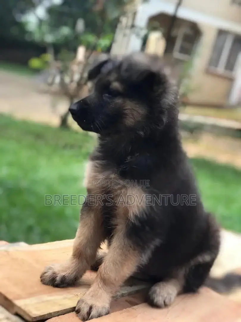 0-1 Month Male Purebred German Shepherd