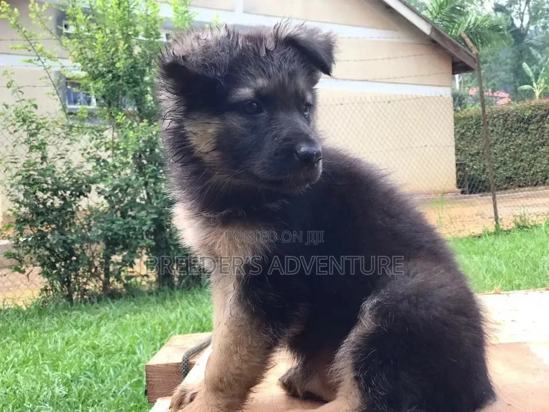 0-1 Month Male Purebred German Shepherd