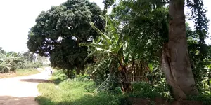 100acres Land Is Available for Sale in Bombo Kalule
