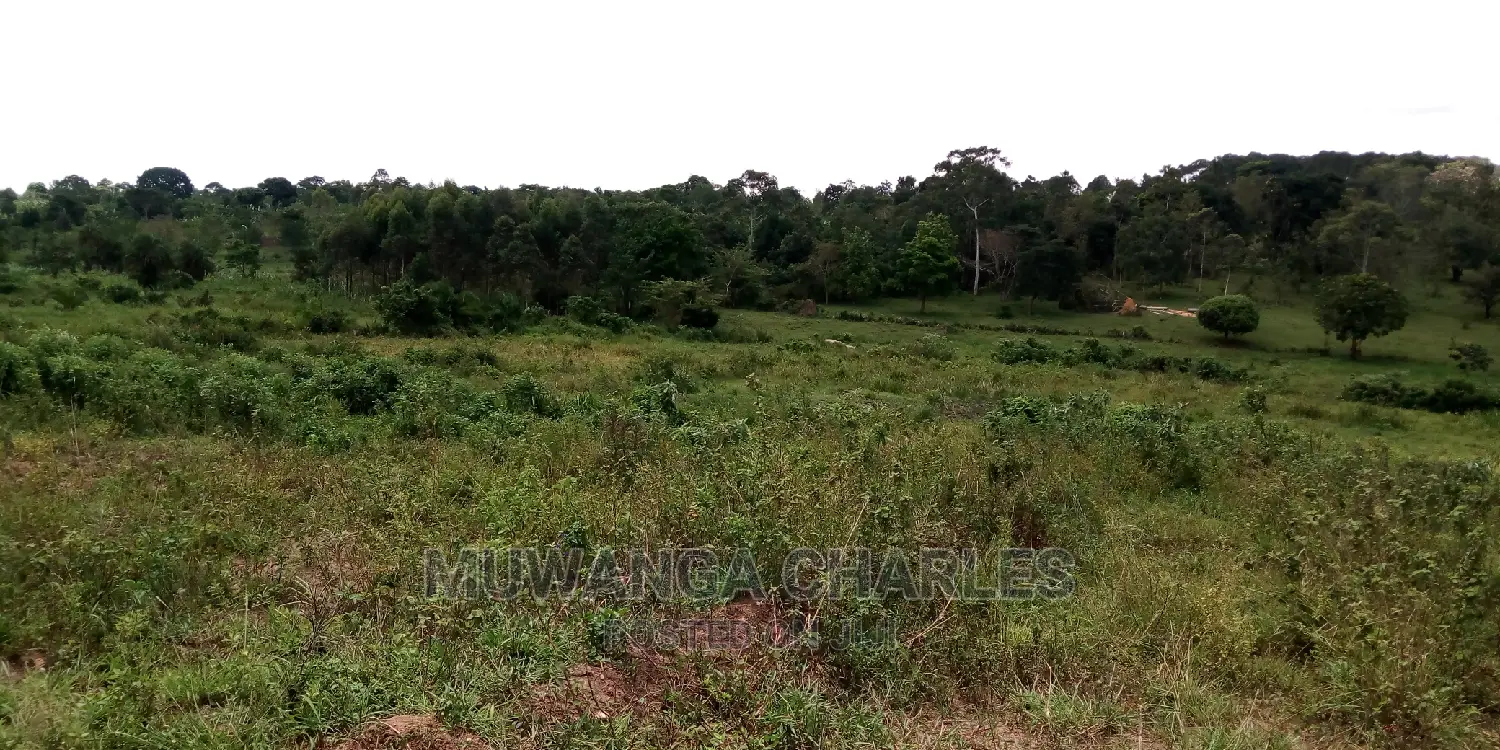 100acres Land Is Available for Sale in Bombo Kalule