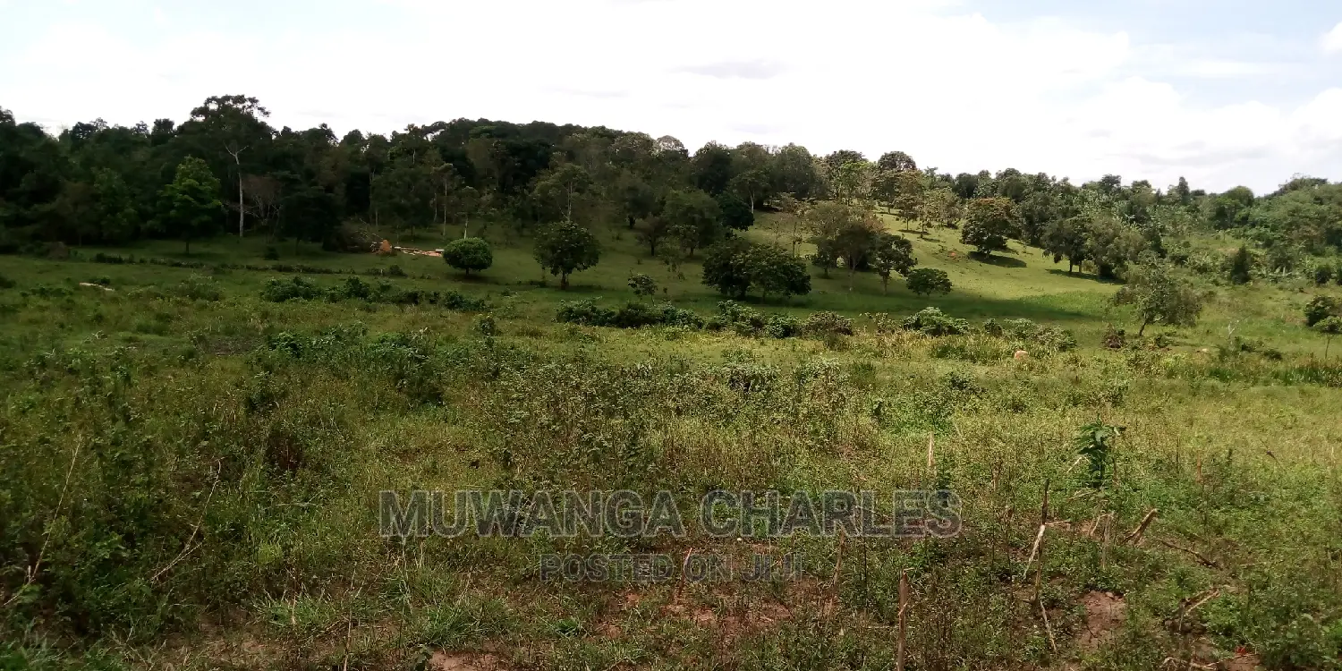 100acres Land Is Available for Sale in Bombo Kalule