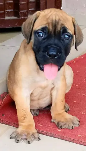 Pure Healthy Boerboel Puppy