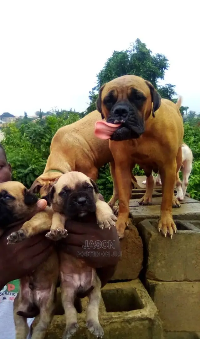 Pure Healthy Boerboel Puppy