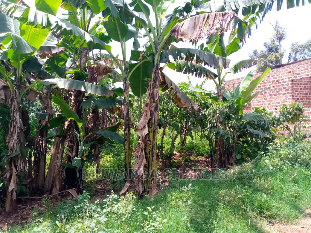 Plots Is Available for Sale in Gayaza Kiwenda