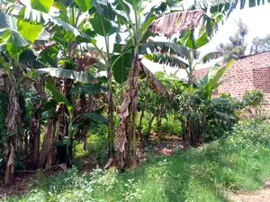 Plots Is Available for Sale in Gayaza Kiwenda