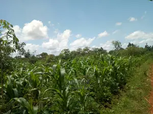 1.78 Acres Of Land Along River Nile On Sale