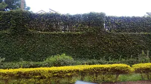 4 Bedroom House In Naguru For Rent