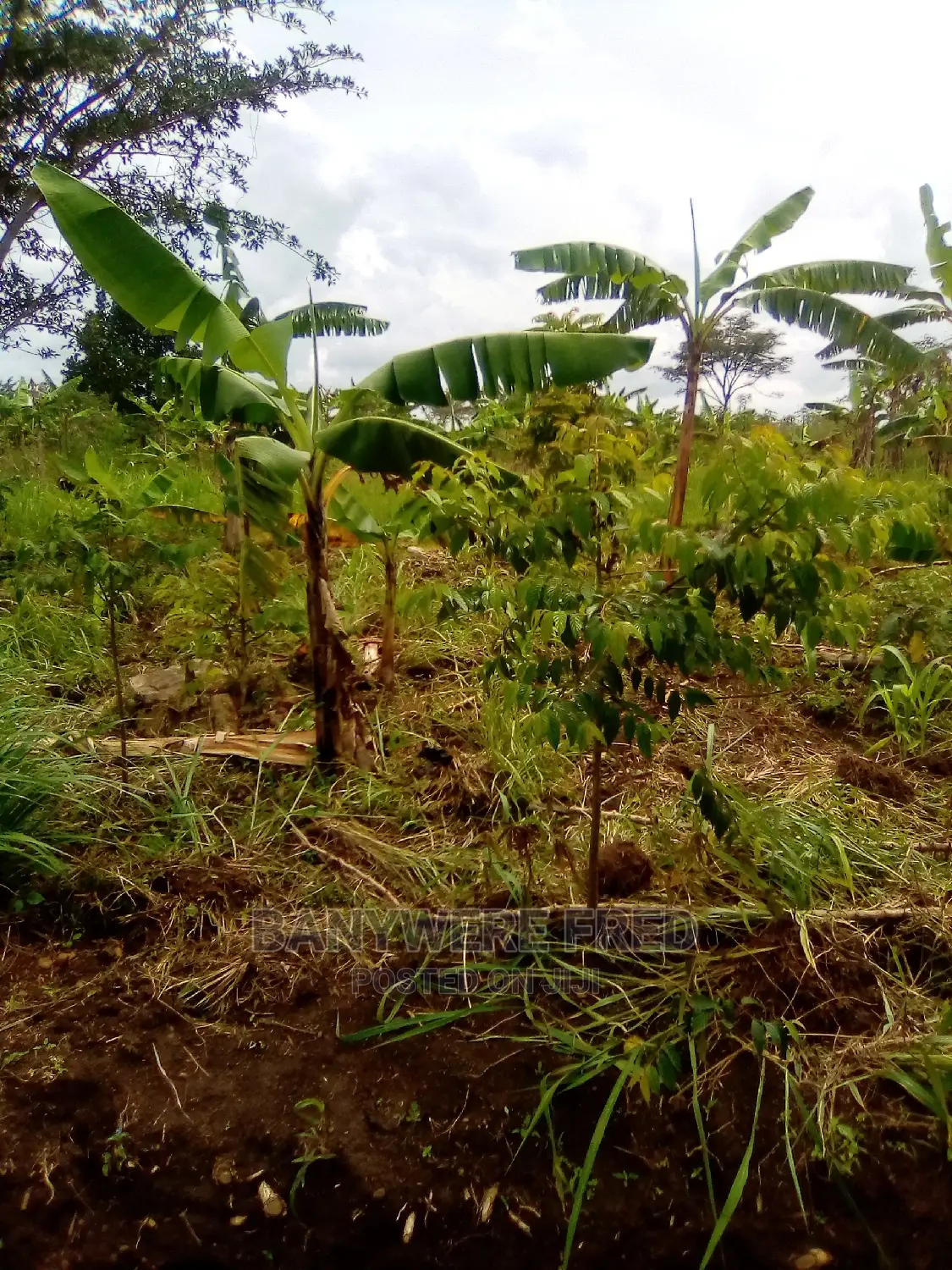 Land and Plots for Sale in Matunga 50/200