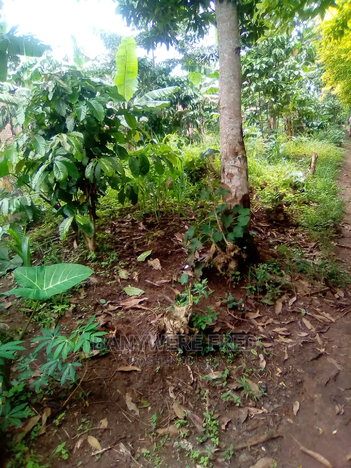 Plots for Sale in Semuto Road, Sanga