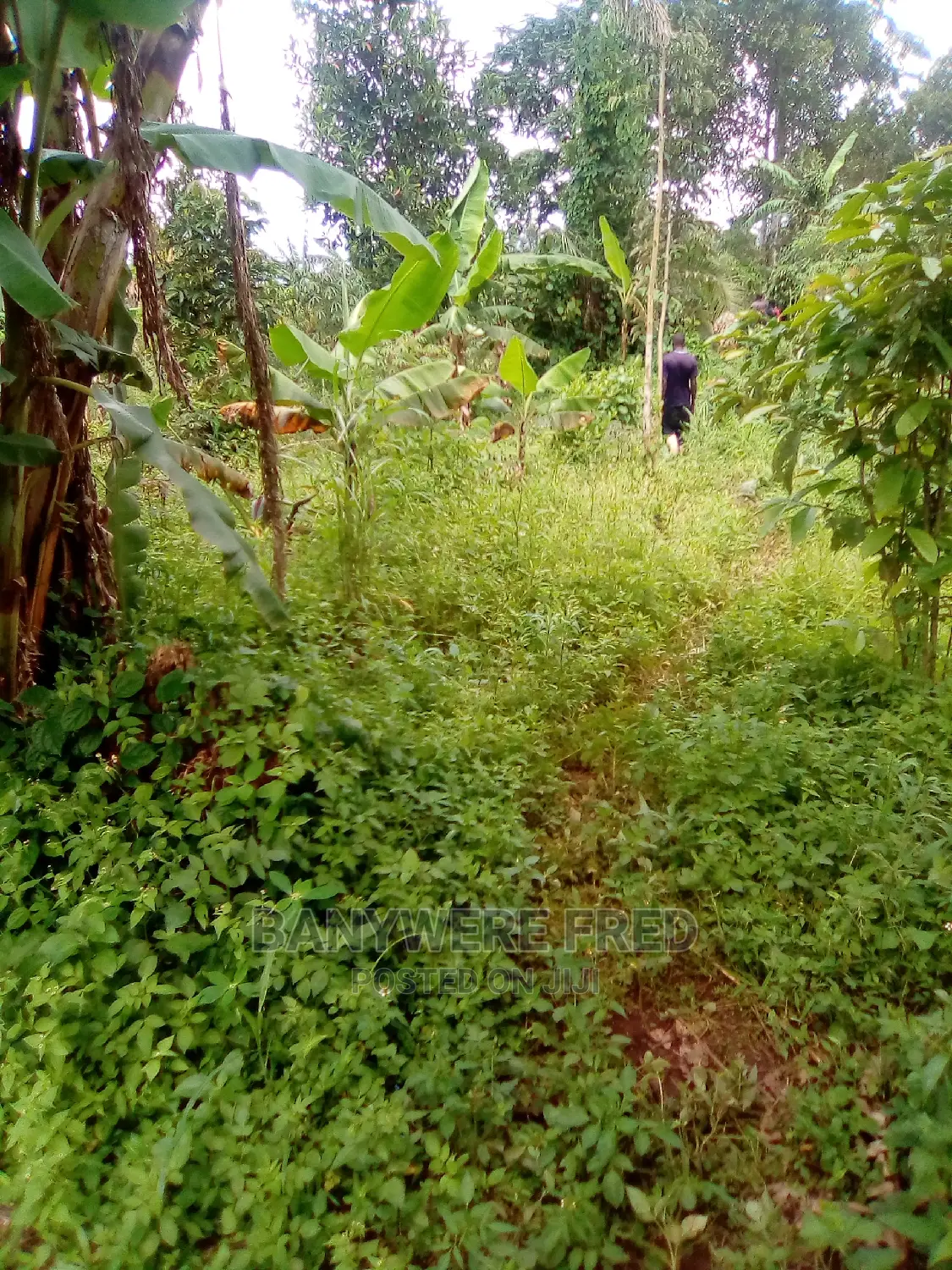 Plots for Sale in Kavule Semuto Road (0.5acre)