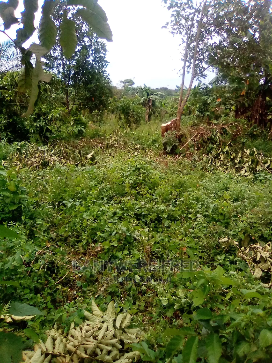 Plots for Sale in Kavule Semuto Road (0.5acre)
