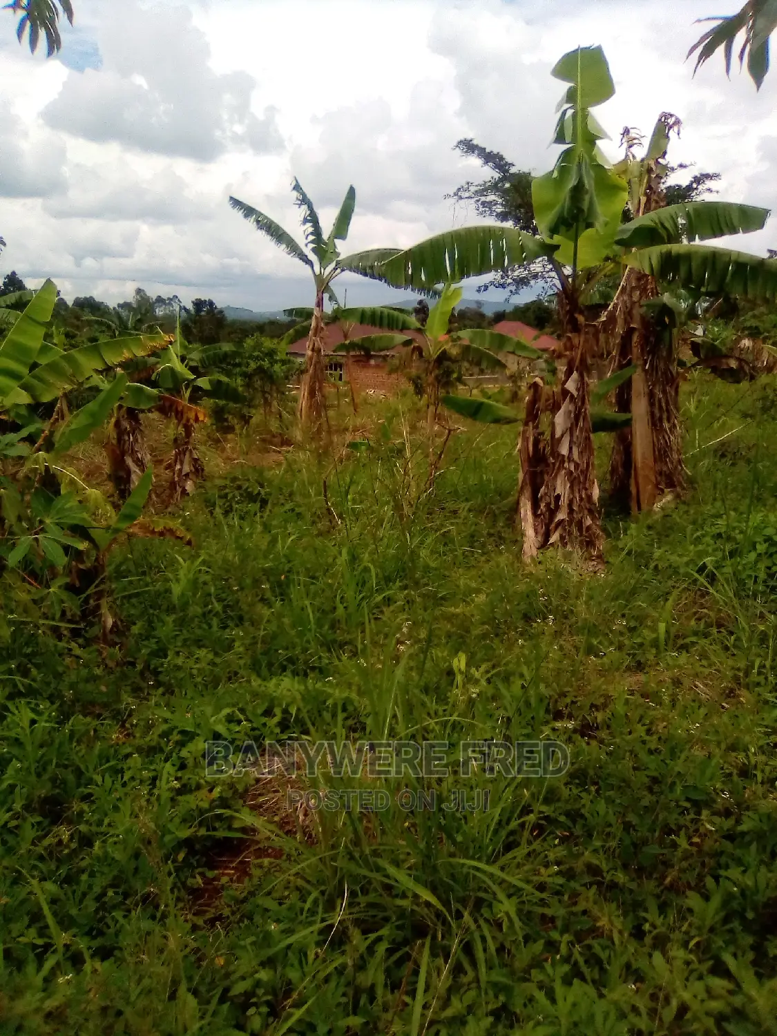 Plots for Sale in Kavule Semuto Road (0.5acre)