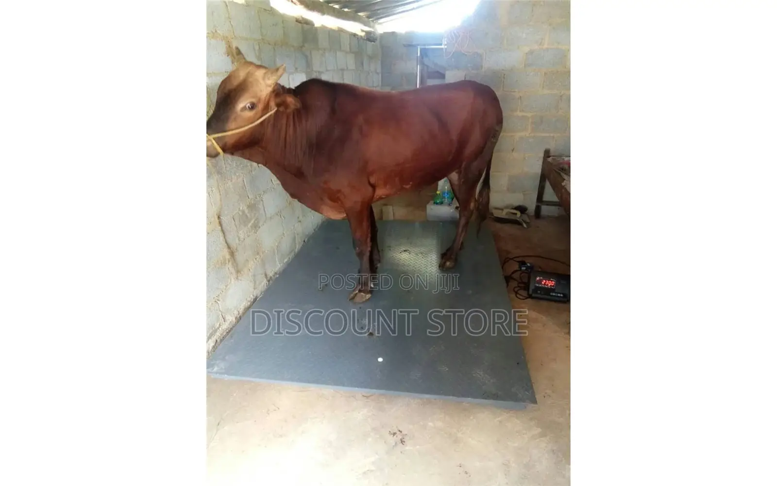 Weighing Scale for Cattle at Eagle Weighing Scales Kampala