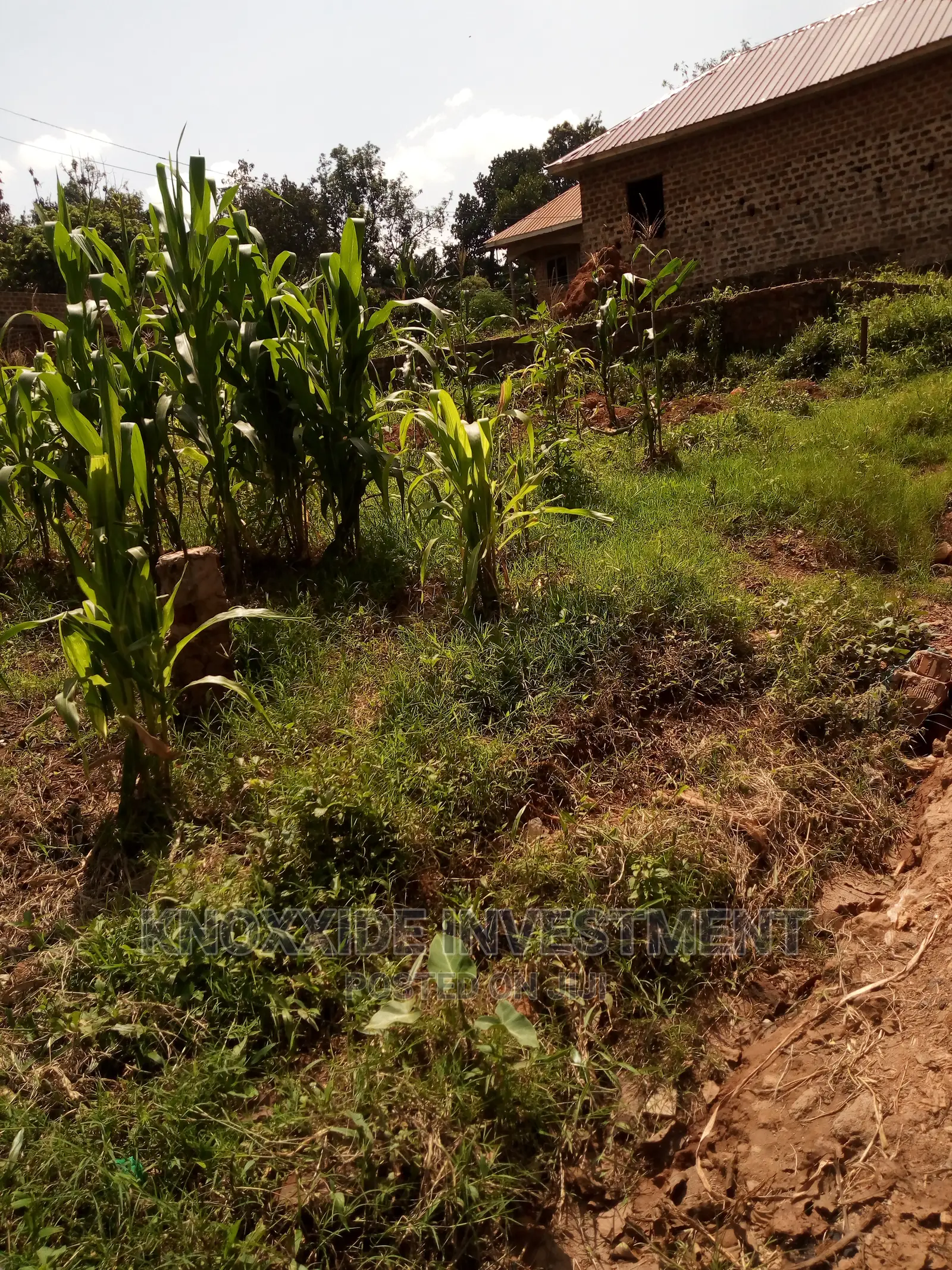 Plot For Sale 100x50ft Setema