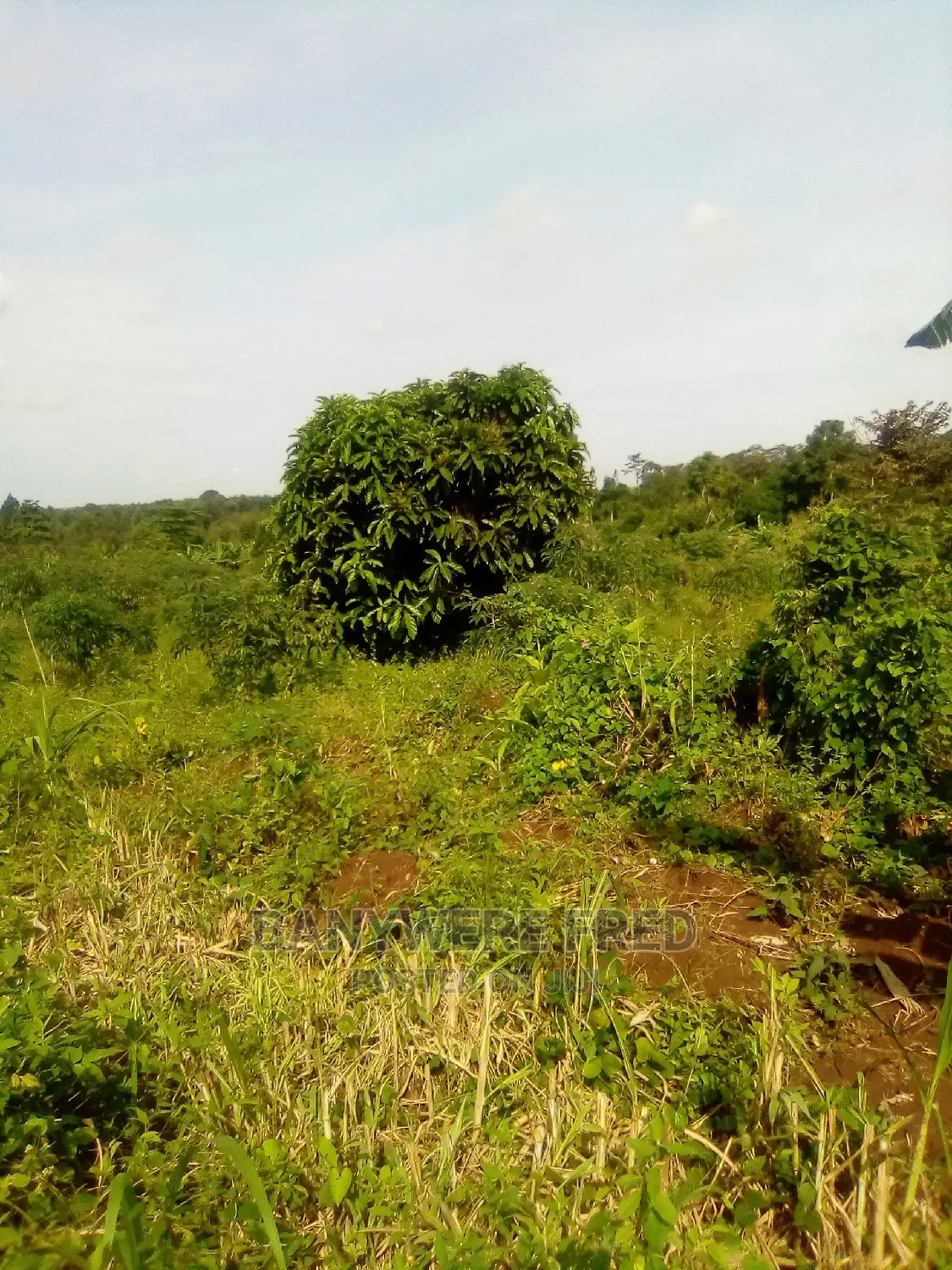 Plot for Sale in Mpoma, Mukono (1acre)