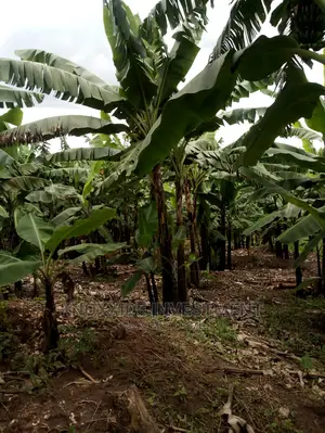Plot for Sale 45ft X50ft at 20m Ugx Kireka Bira