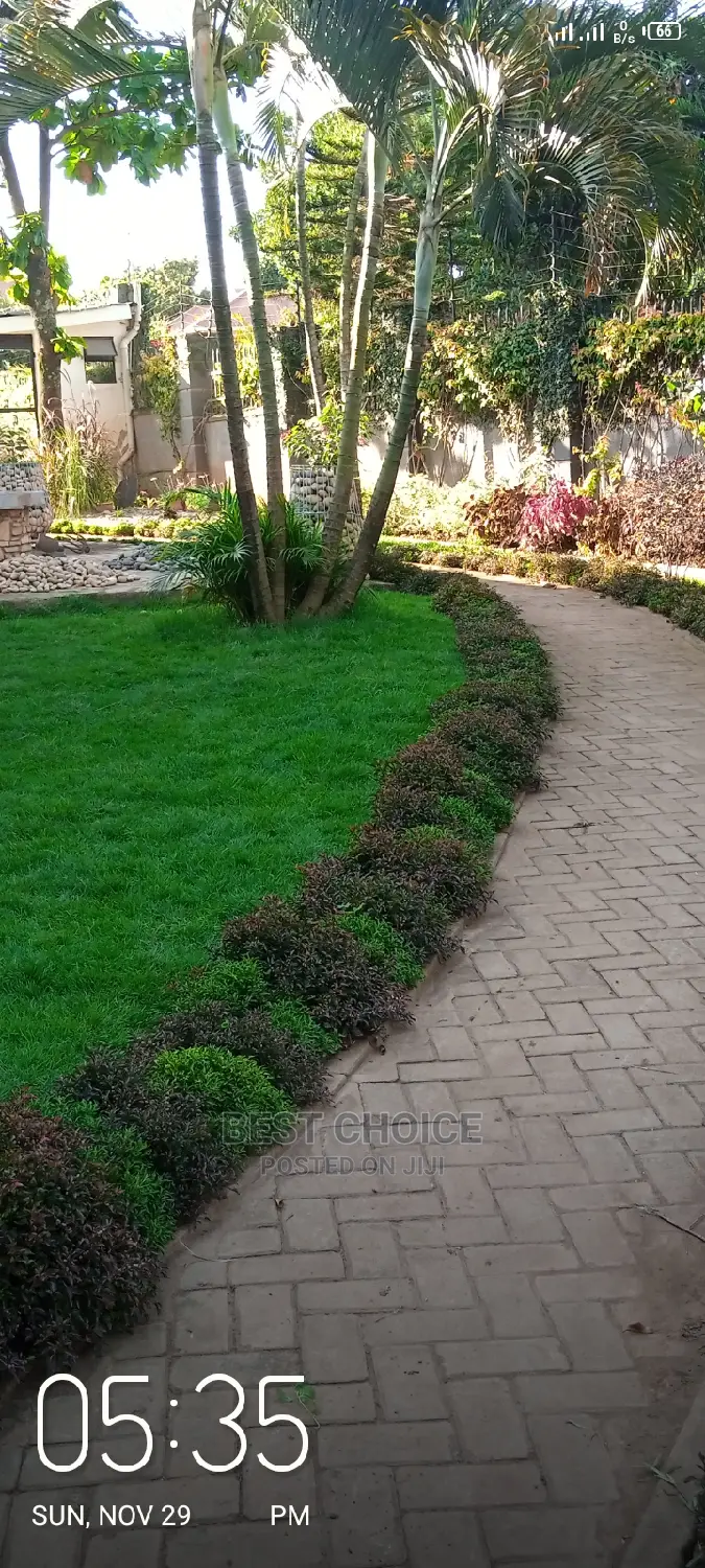 Natural Carpet Grass