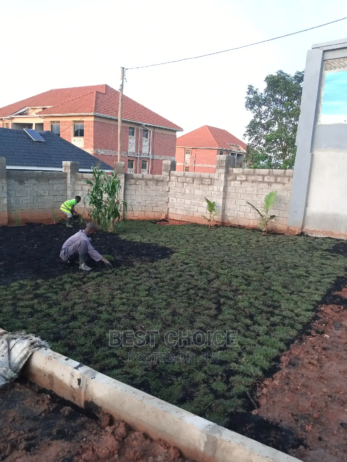 Natural Carpet Grass
