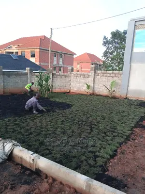 Natural Carpet Grass