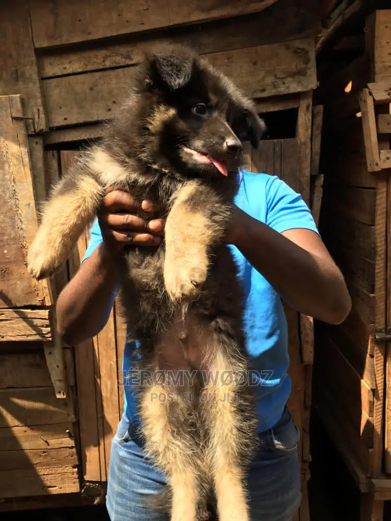 1-3 Month Male Purebred German Shepherd