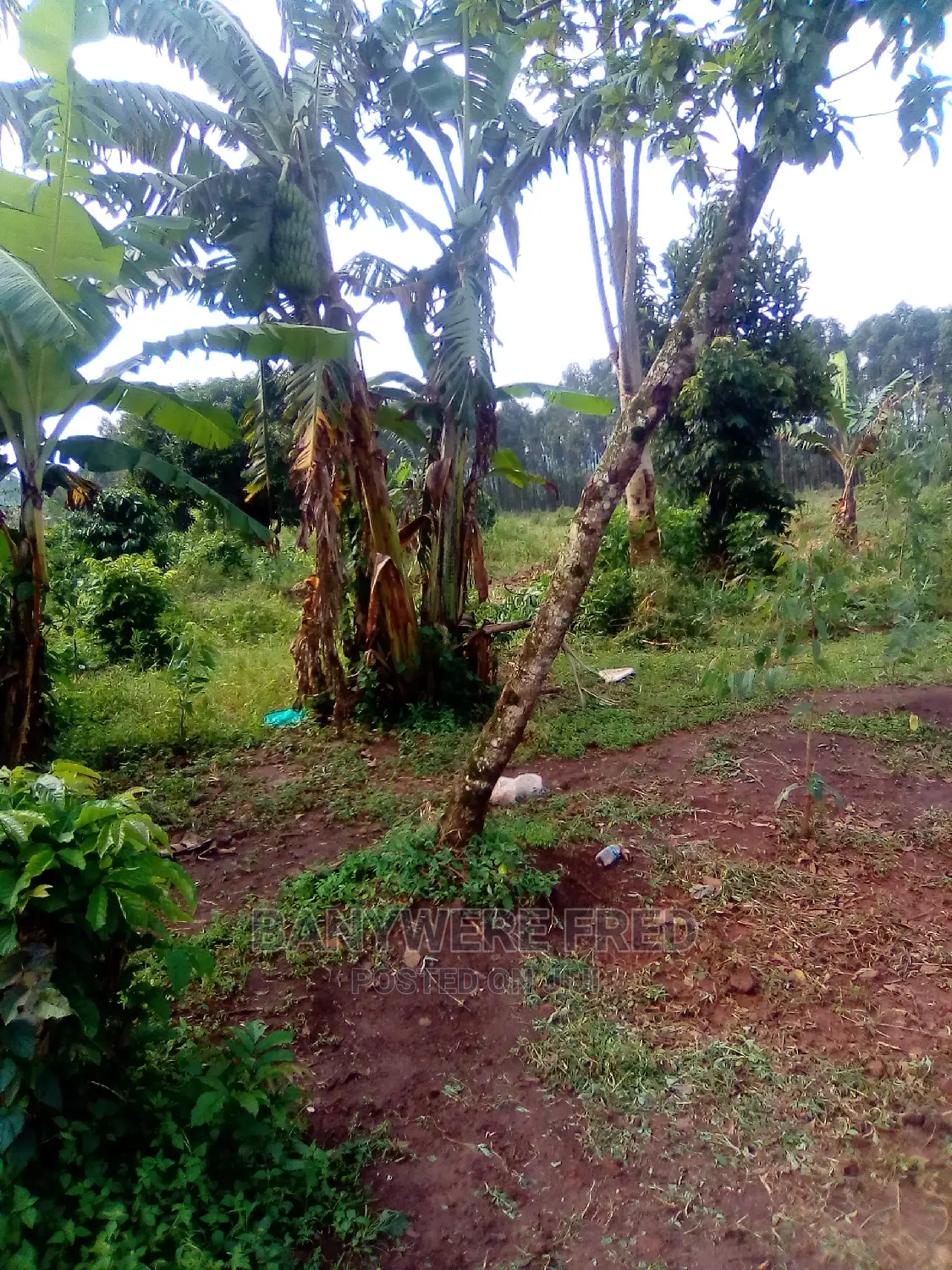 50x100ft With Aland Tittle for Sale Nakwero