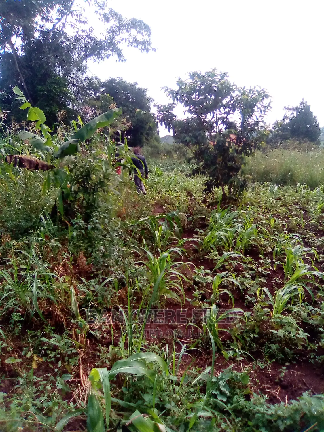 50x100ft Plot for Sale at Kitukutwe