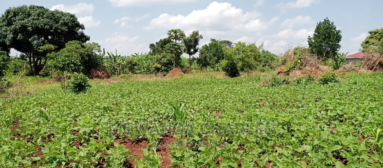 1acre Is Available for Sale in Busika