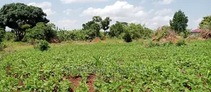 1acre Is Available for Sale in Busika