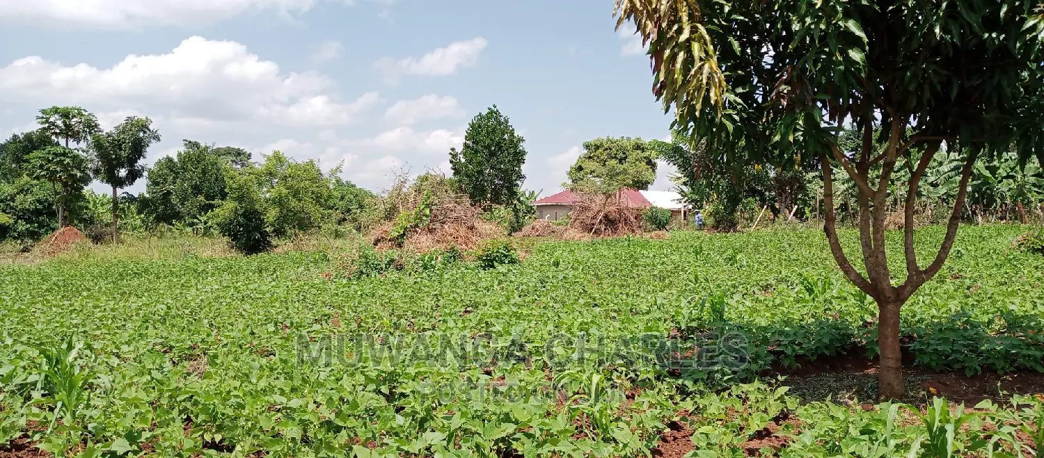 1acre Is Available for Sale in Busika