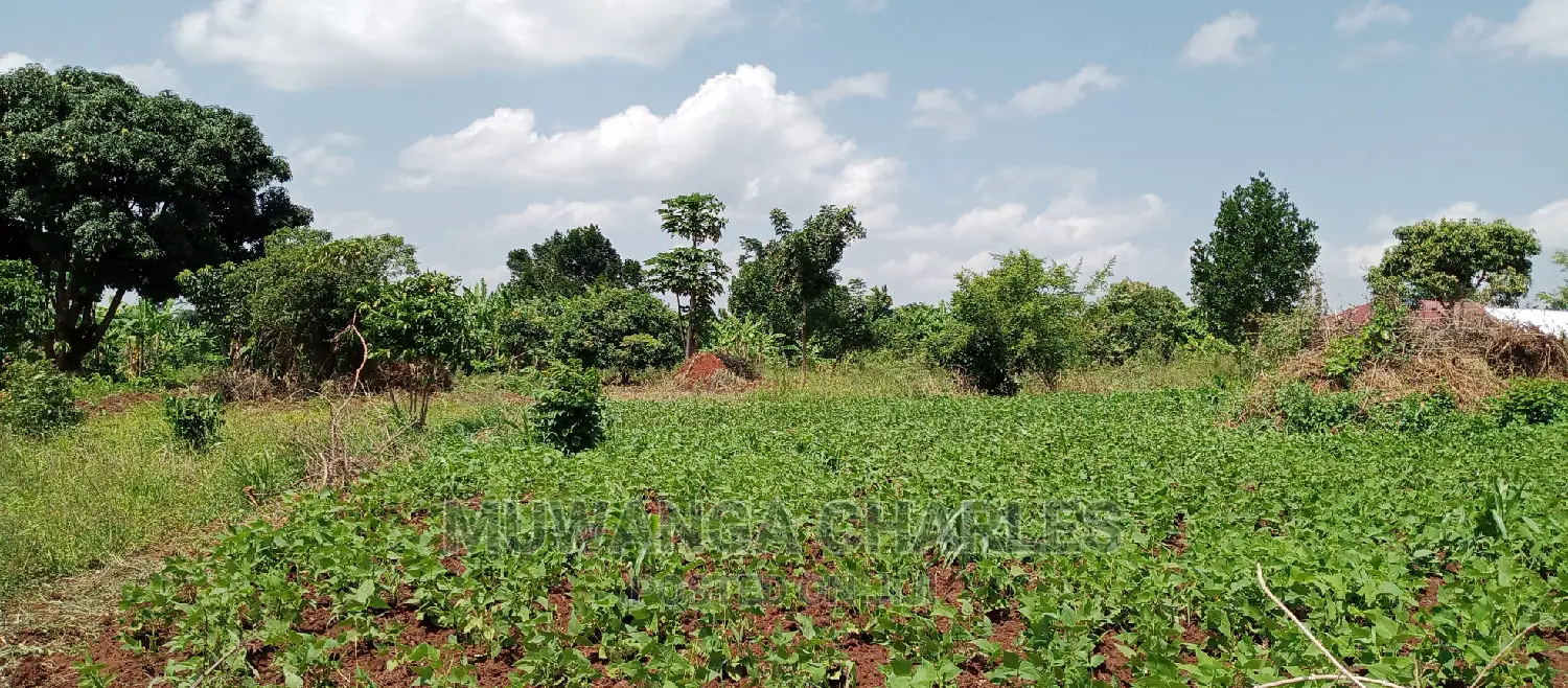 1acre Is Available for Sale in Busika