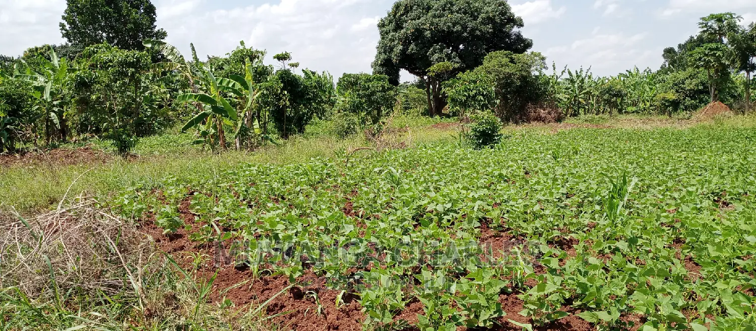 1acre Is Available for Sale in Busika