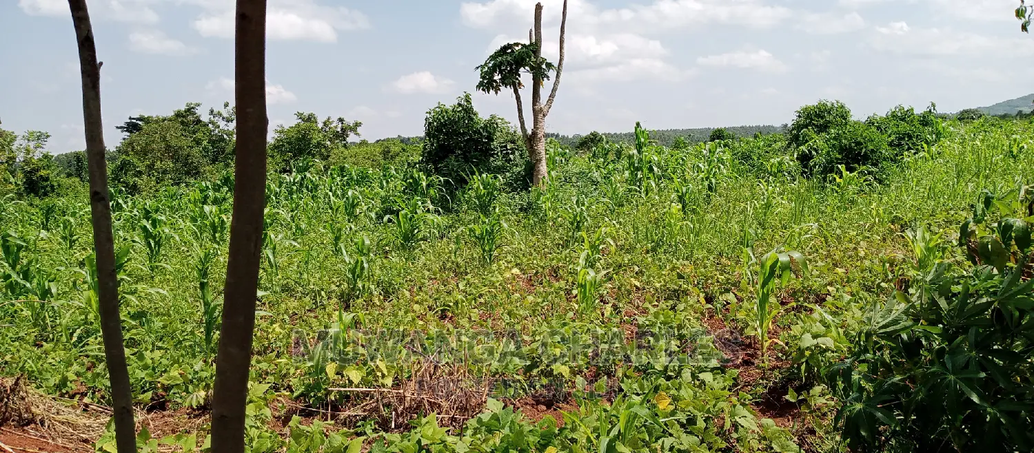 1acre Is of Land Available for Sale in Busika