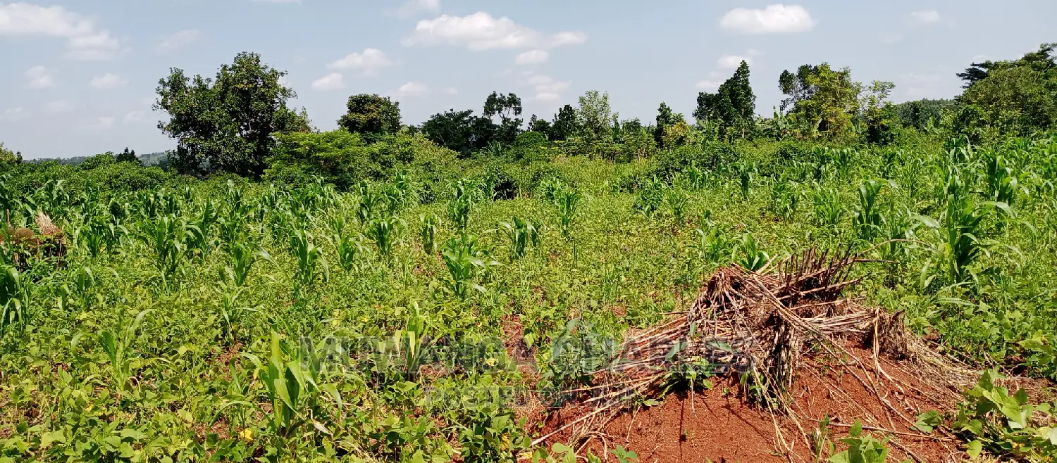 1acre Is of Land Available for Sale in Busika