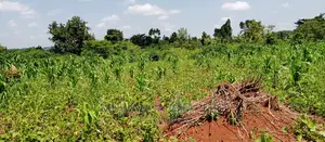 1acre Is of Land Available for Sale in Busika