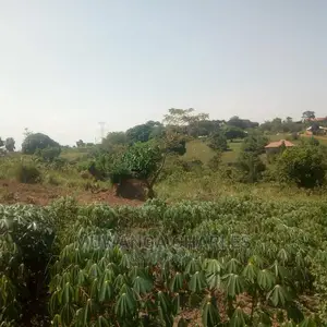 5acres Is Available in Kikyusa WTH for Sale