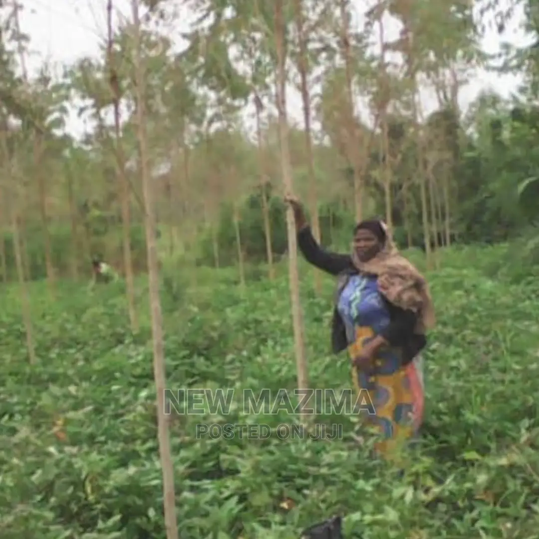 Very Fertile Five Acres on Quicksale in Nakaseke With Tittle