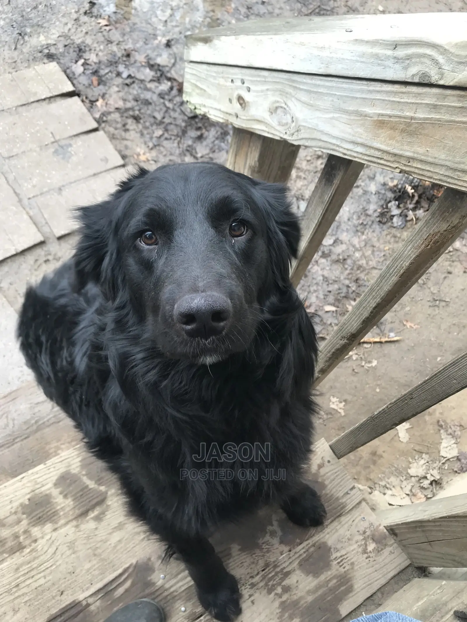 6-12 Month Male Purebred Flat-Coated Retriever