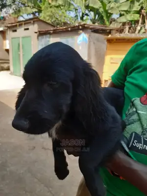 1-3 Month Female Purebred English Cocker Spaniel