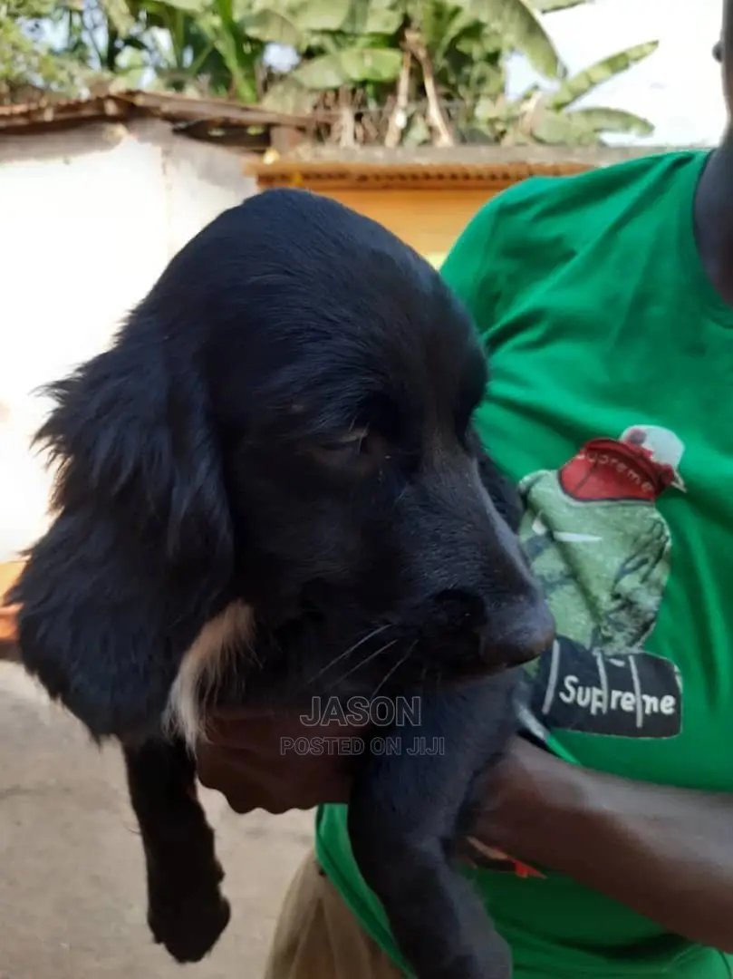 1-3 Month Female Purebred English Cocker Spaniel
