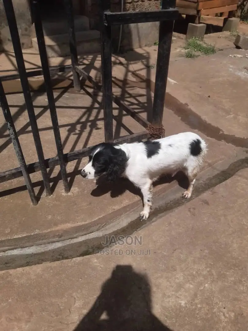 1-3 Month Female Purebred English Cocker Spaniel