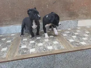 1-3 Month Male Purebred American Pit Bull Terrier