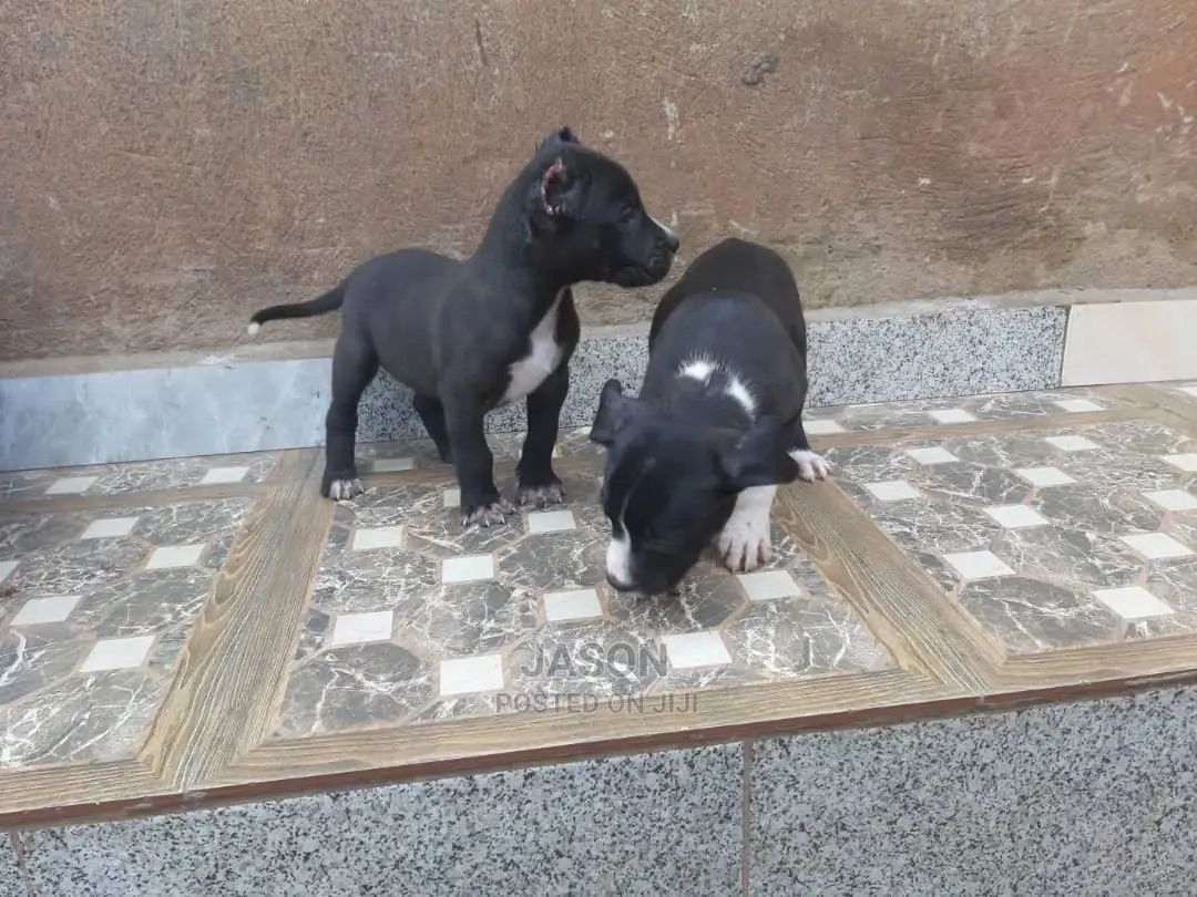1-3 Month Male Purebred American Pit Bull Terrier