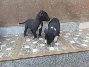 1-3 Month Male Purebred American Pit Bull Terrier