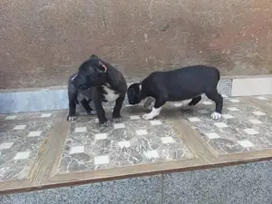 1-3 Month Male Purebred American Pit Bull Terrier