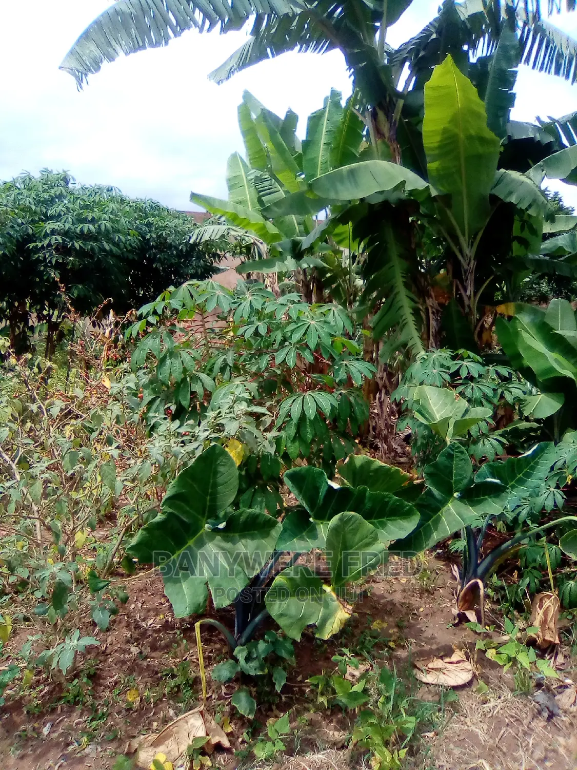 Kisonga Salama Mukono, 50/100 Plot for Sale